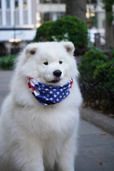Pet portrait of a white Samoyed dog — pet photography by byag.studio
